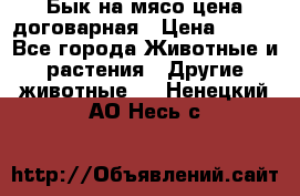 Бык на мясо цена договарная › Цена ­ 300 - Все города Животные и растения » Другие животные   . Ненецкий АО,Несь с.